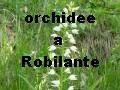 censimento orchidee a Robilante